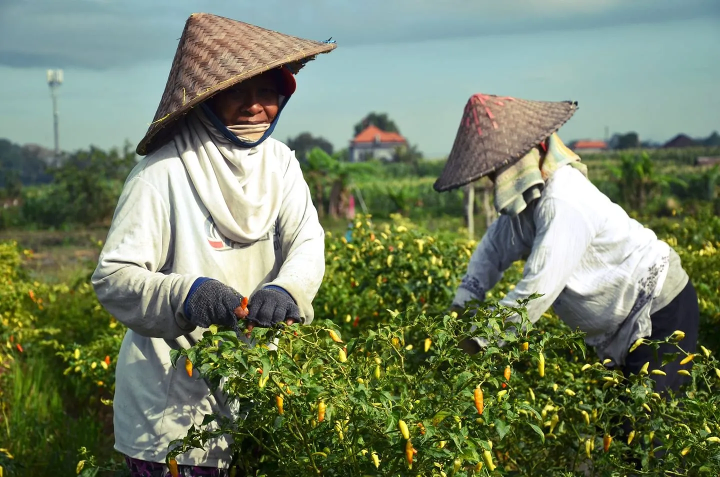 Petani memetik cabai di kebun